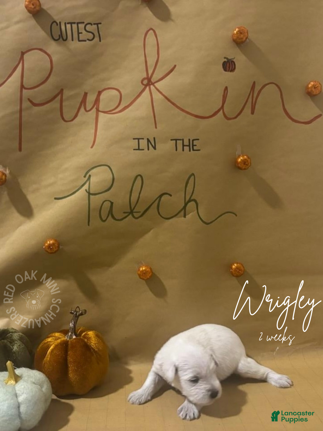 Miniature Schnauzer dogs for sale: Miniature Schnauzer Puppy 1 - Ad 2