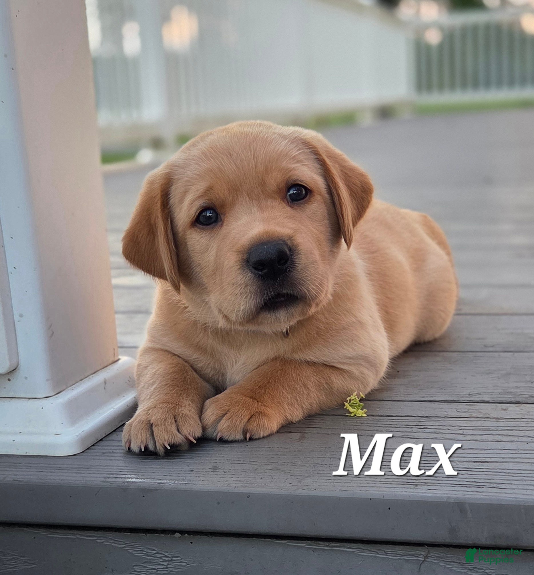 Labrador Retriever dogs Max -AKC - Ad 29
