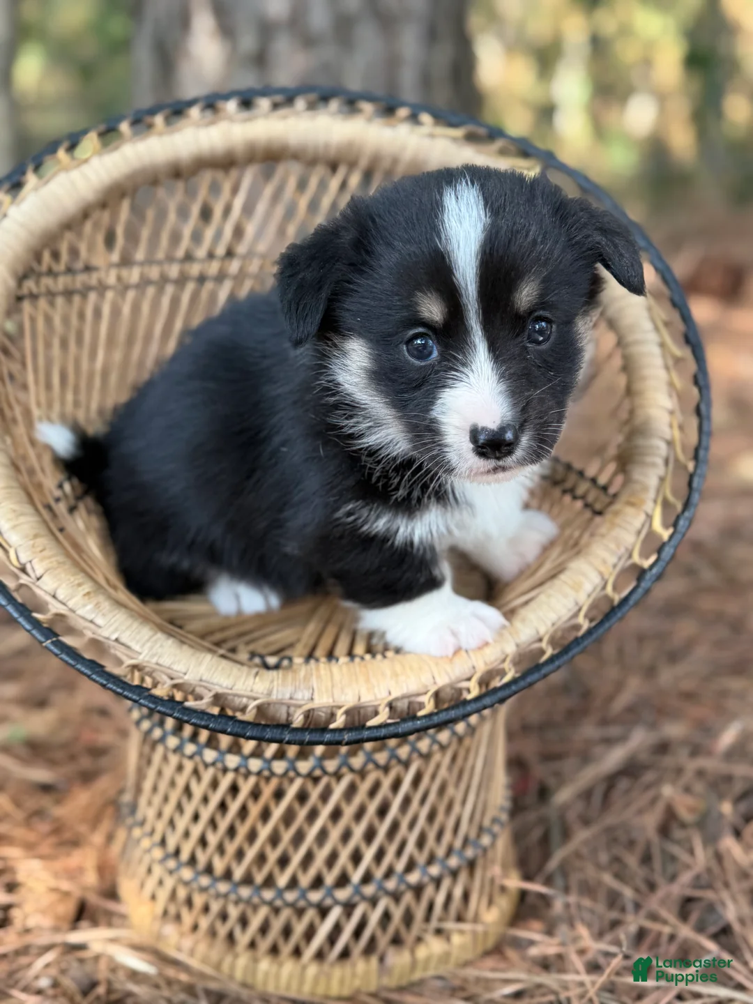 Mixed Breed dogs for sale: Black Full tail - Ad 1
