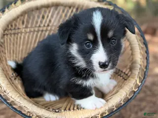 Mixed Breed dogs Black Full tail - Ad 21