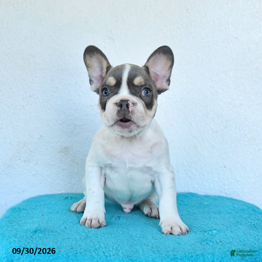 French Bulldog dogs Oliver - Ad 1