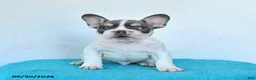 French Bulldog dogs for sale: Oliver - Ad 1