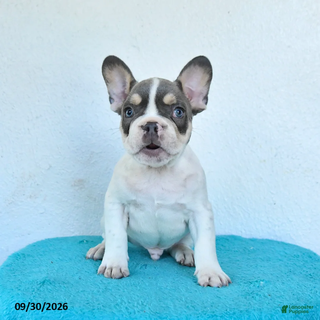 French Bulldog dogs for sale: Oliver - Ad 1