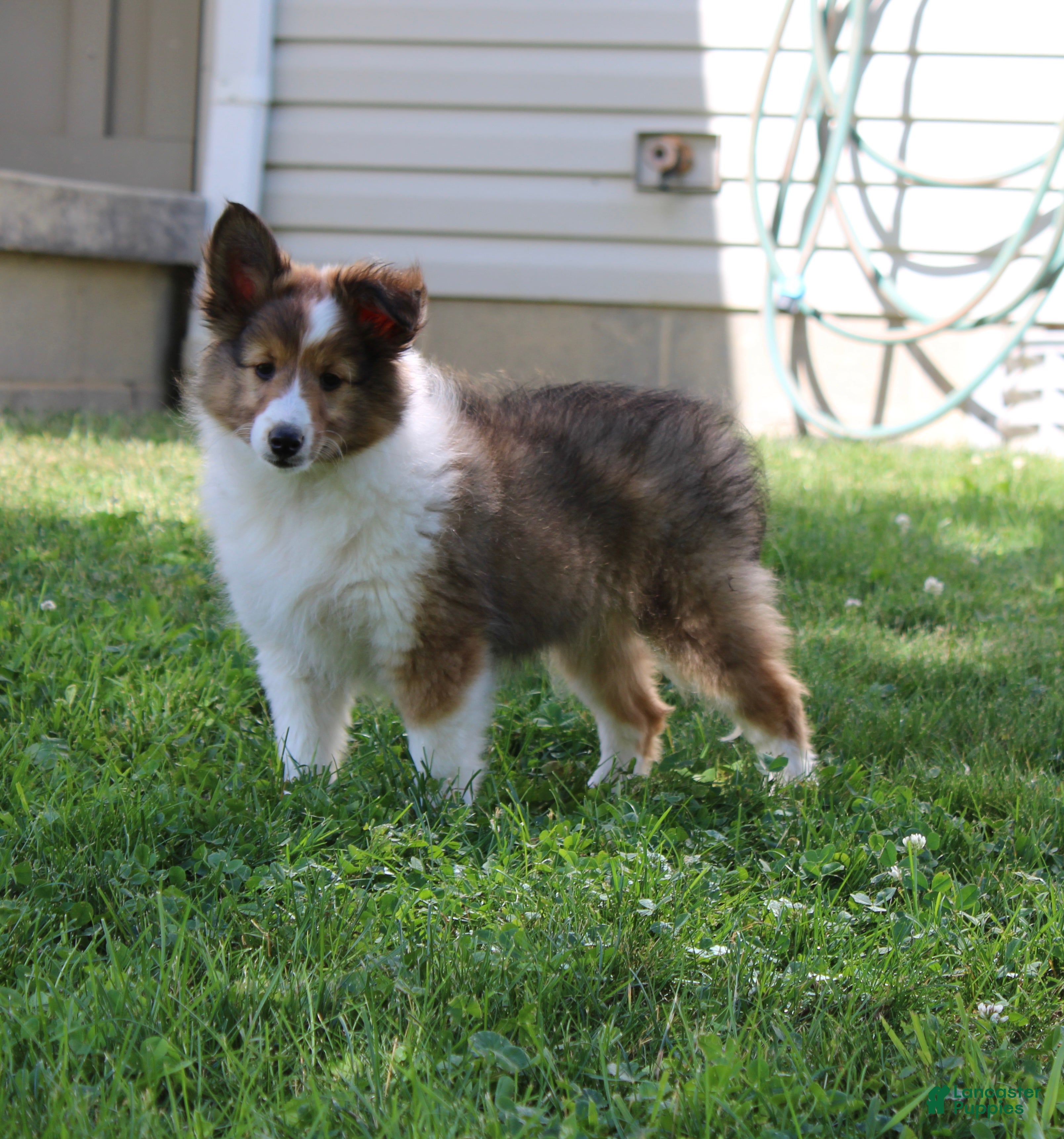 Shetland Sheepdog dogs Basha Shetland Sheepdog Puppy  - Ad 2