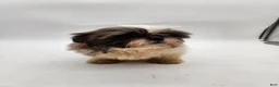 Shih Tzu dogs for sale: Teddy - Ad 7