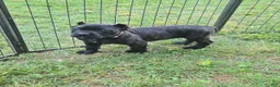 Cane Corso dogs for sale: Reba - Ad 4