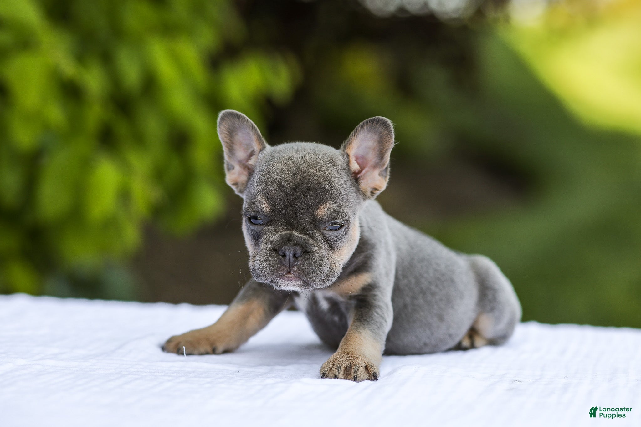 French Bulldog dogs Jana - Ad 2