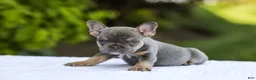 French Bulldog dogs for sale: Jana - Ad 2