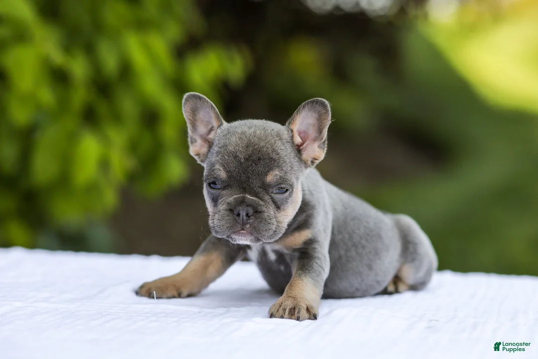 French Bulldog dogs for sale: Jana - Ad 2