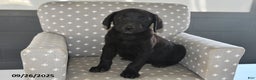 Labrador Retriever dogs for sale: Piper - Ad 1