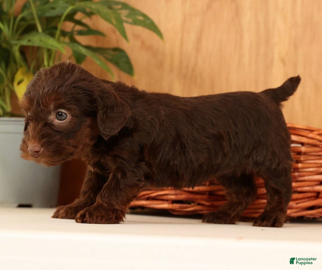 Yorkiepoo dogs for sale: Daisy - Ad 8
