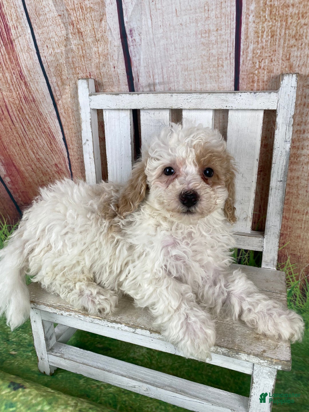 Miniature Poodle dogs for sale: Biscuit - Ad 4