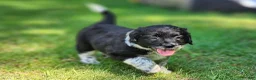 Mixed Breed dogs for sale: Quinn - Ad 1