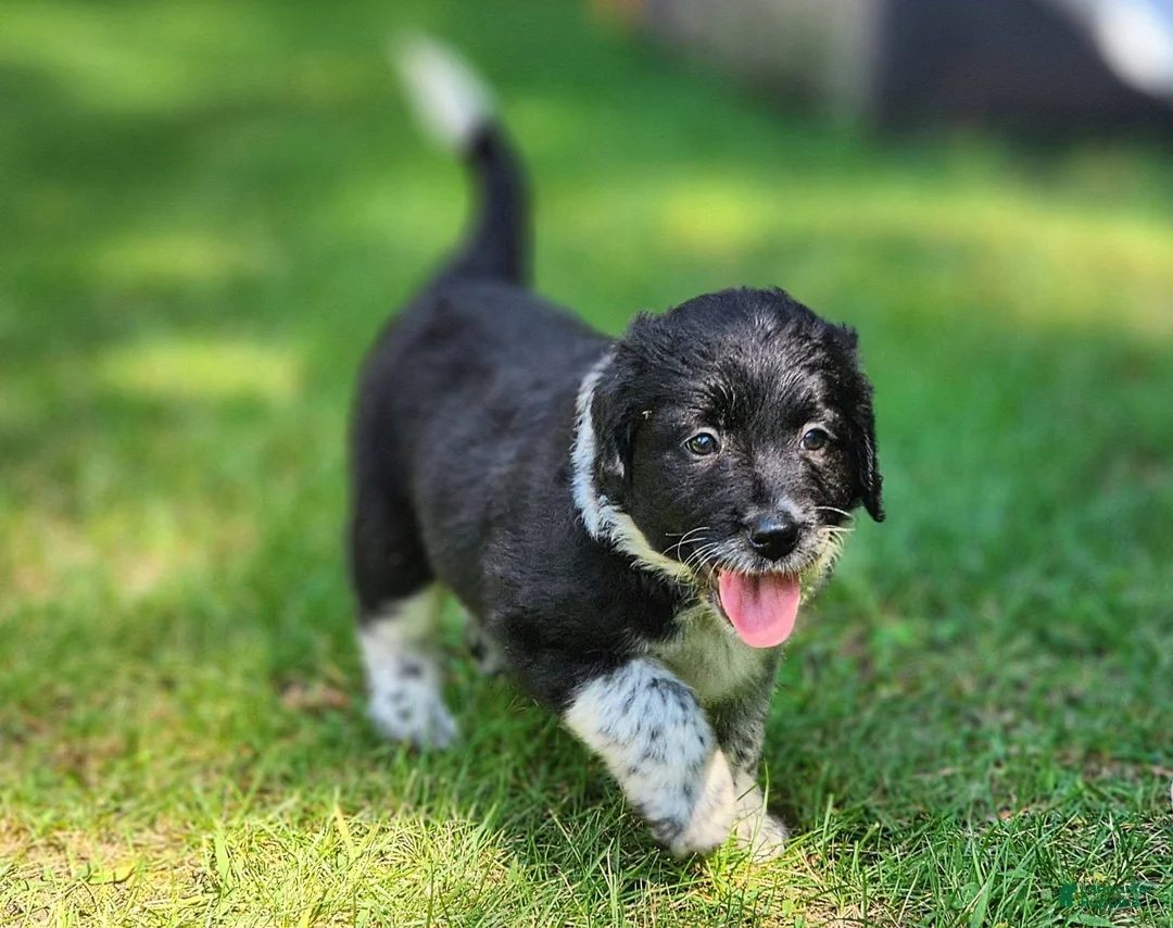 Mixed Breed dogs for sale: Quinn - Ad 1