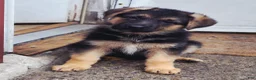 German Shepherd dogs for sale: Zara 🐾 - Ad 5