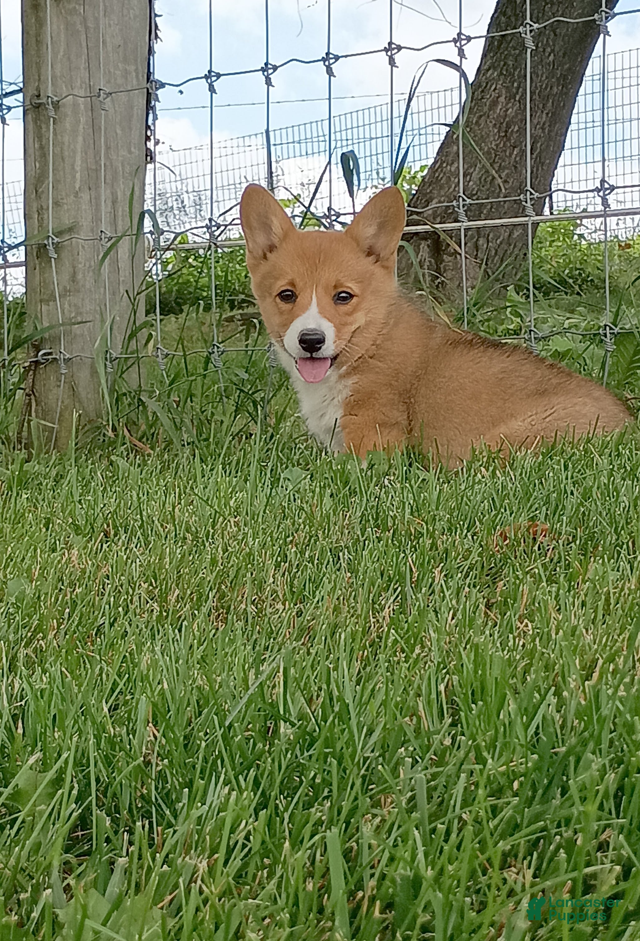Welsh Corgi Pembroke dogs Buttercup - Ad 2