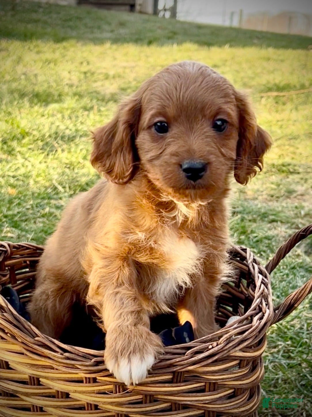 Cavapoo dogs for sale: Charley - Ad 1