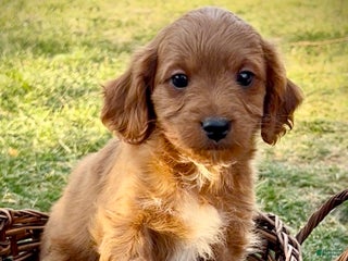 Cavapoo dogs for sale: Charley - Ad 1