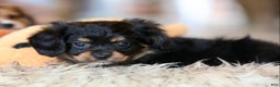 Mixed Breed dogs for sale: Cavalon Midnight - Ad 6