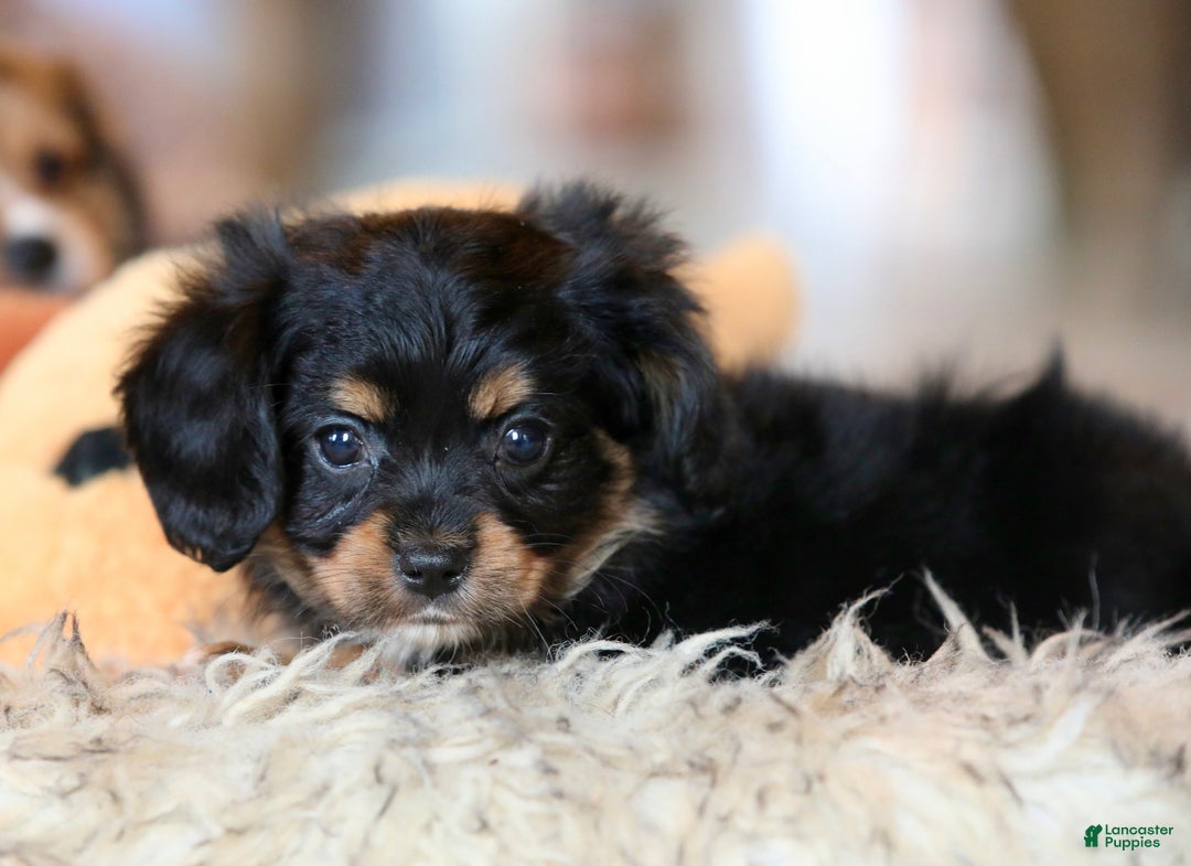 Mixed Breed dogs for sale: Cavalon Midnight - Ad 6