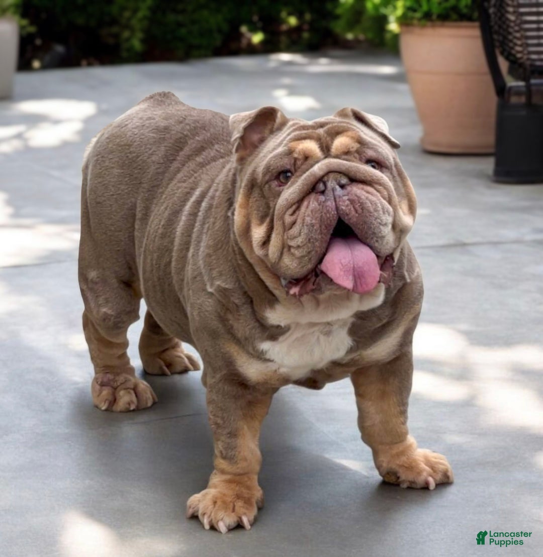 English Bulldog dogs for sale: Pearl - Ad 8