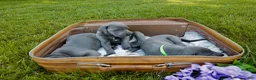 Great Dane dogs for sale: Giblet - Ad 5