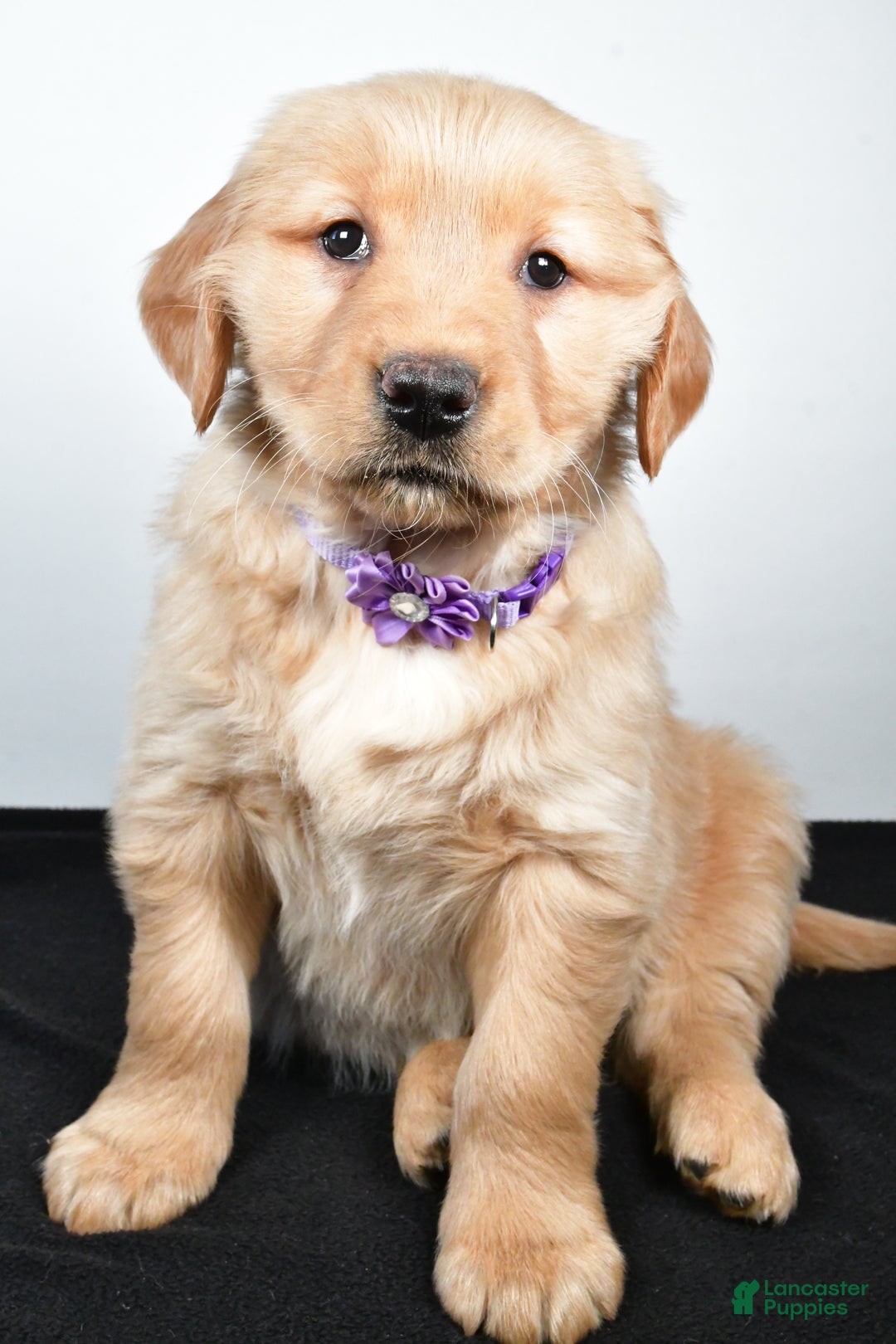 Golden Retriever dogs for sale: Jana - Ad 2
