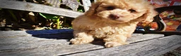 Havapoo dogs for sale: Dr. Pepper - Ad 8