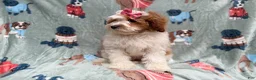Cavapoo dogs for sale: Ember - Ad 6