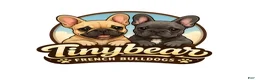 French Bulldog dogs for sale: Matilda - Ad 4