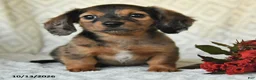 Miniature Dachshund dogs for sale: Dixie - Ad 3