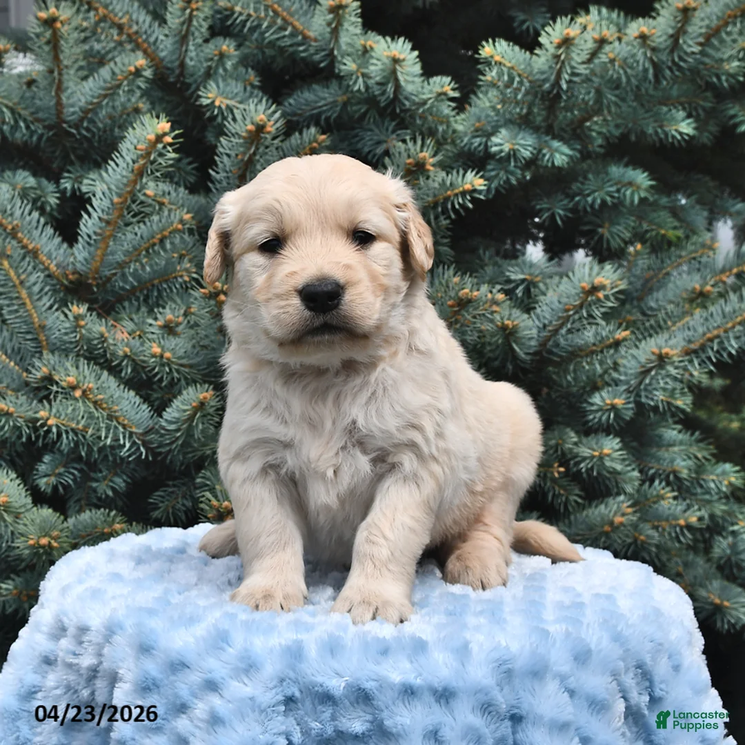 Golden Retriever dogs for sale: Tucker - Ad 1