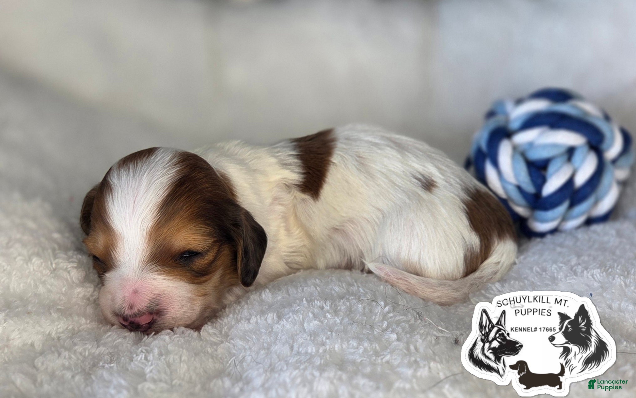 Miniature Dachshund dogs for sale: Olaf - Ad 4