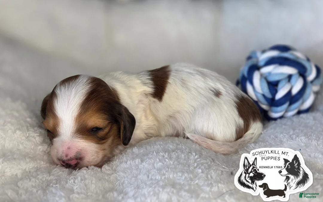 Miniature Dachshund dogs for sale: Olaf - Ad 1