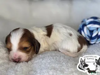 Miniature Dachshund dogs Olaf - Ad 12