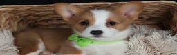 Welsh Corgi Pembroke dogs for sale: Hudson - Ad 25