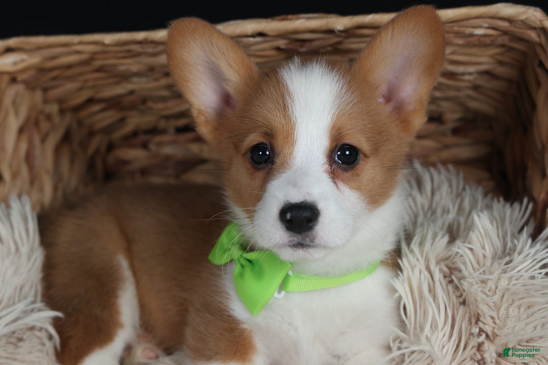 Welsh Corgi Pembroke dogs for sale: Hudson - Ad 25