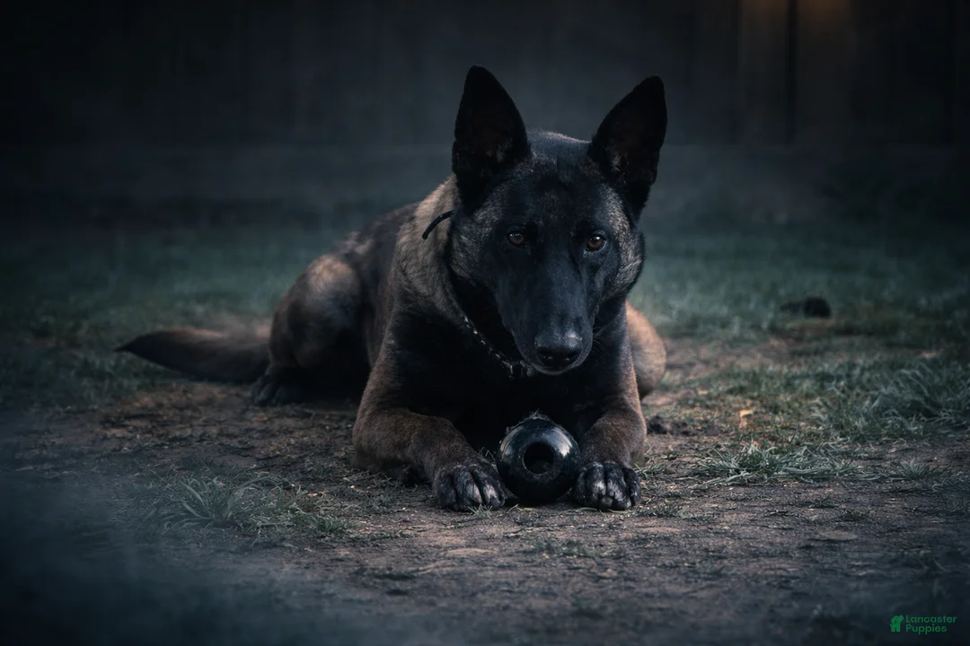 Gallery Image {{count}}