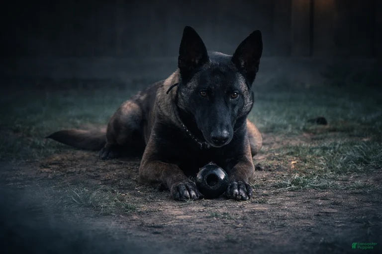 Gallery Image {{count}}