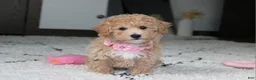 Bichpoo dogs for sale: Aubrey - Ad 10