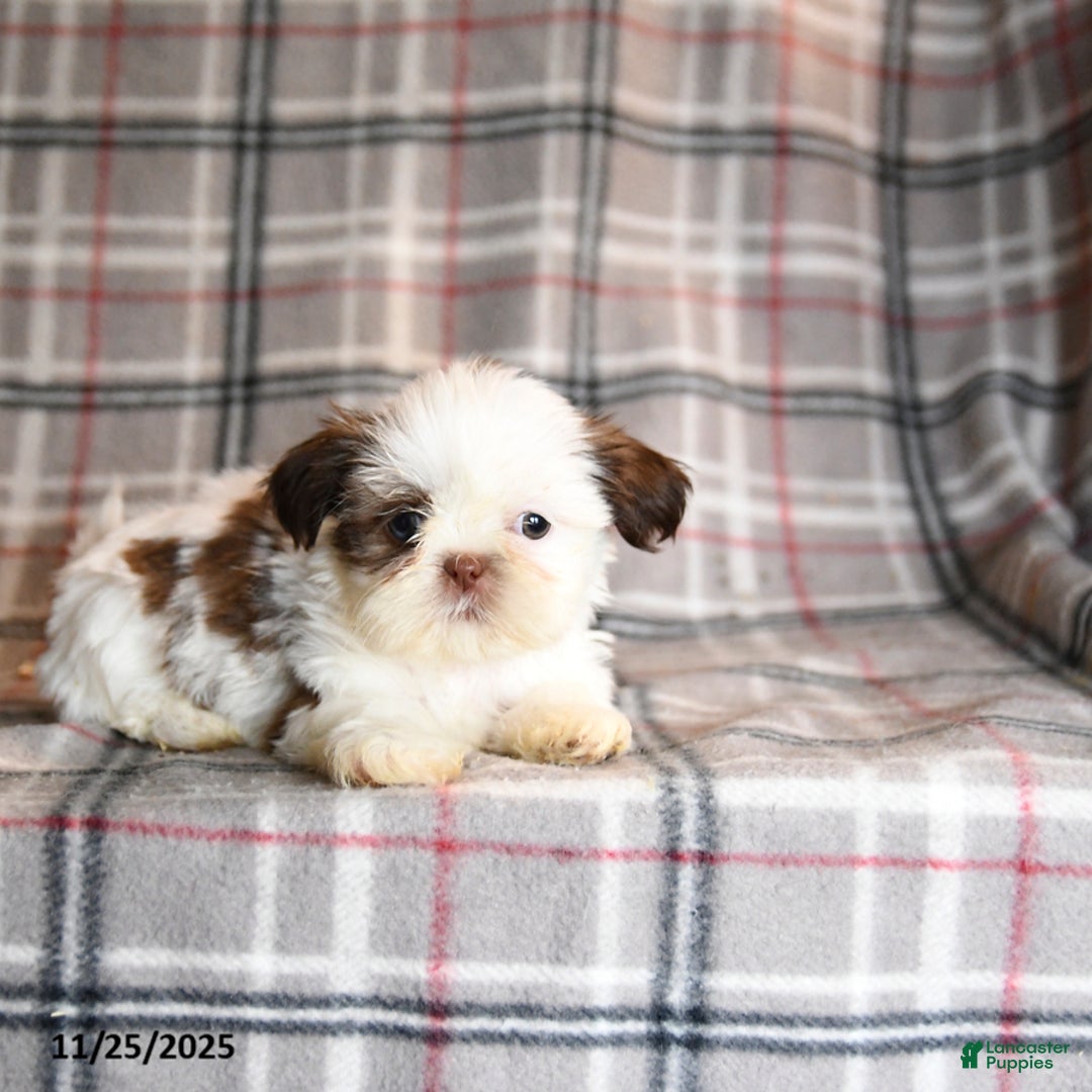 Shih Tzu dogs for sale: Coral - Ad 4