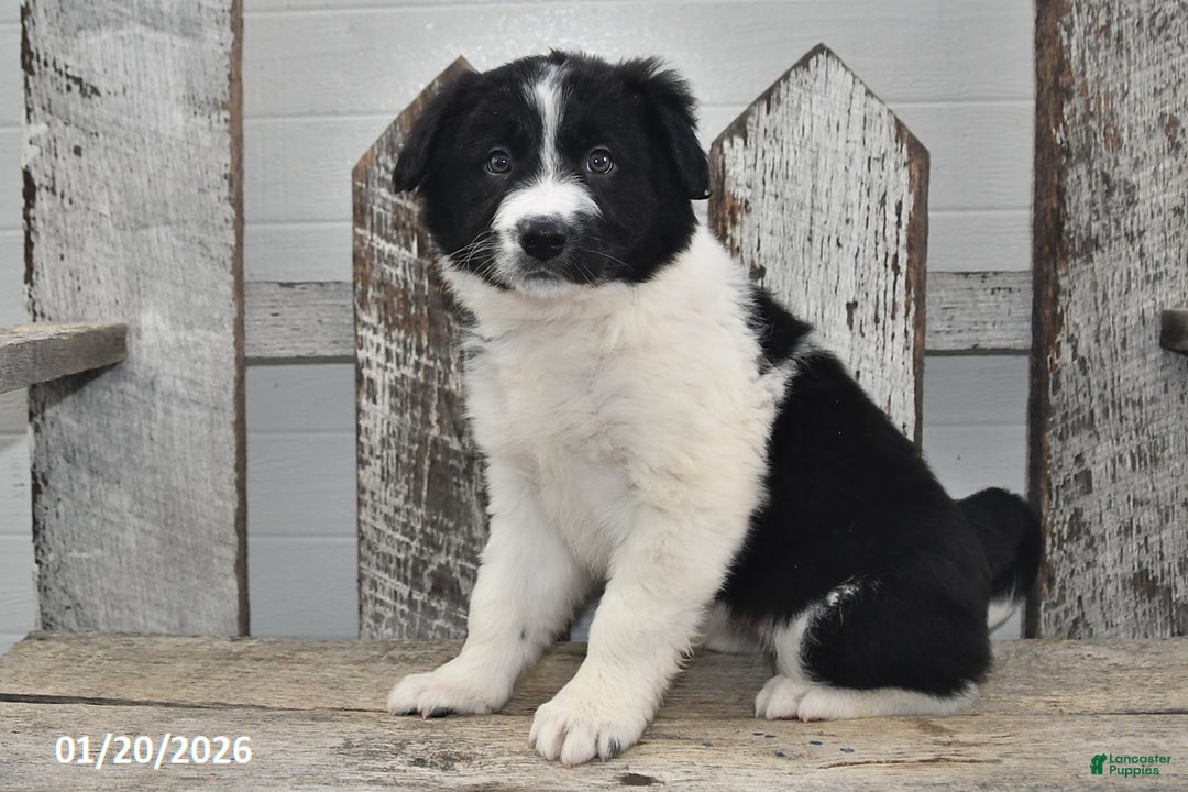 Border Collie dogs for sale: Holly - Ad 5