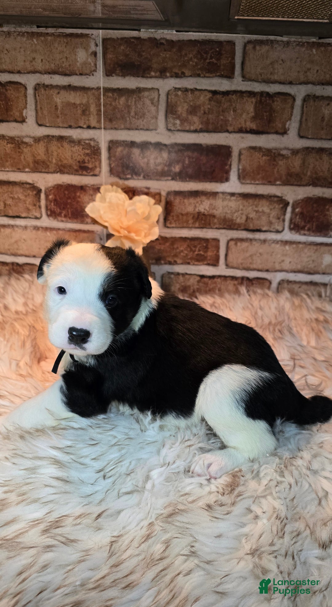 Mixed Breed dogs for sale: Milo - Ad 4