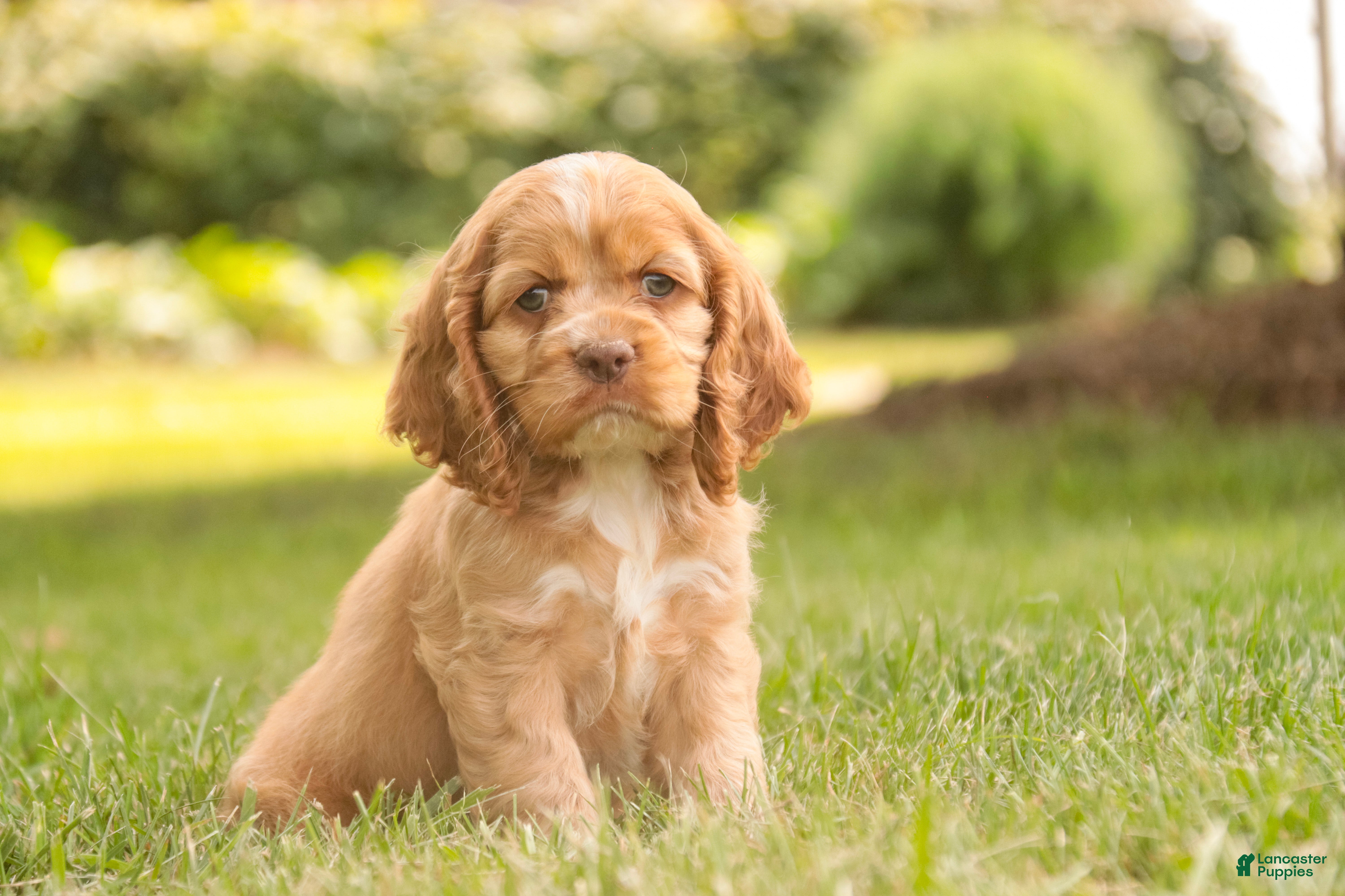 Cocker Spaniel dogs Alexa Cocker Spaniel  - Ad 1