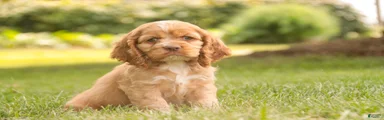 Alexa Cocker Spaniel 