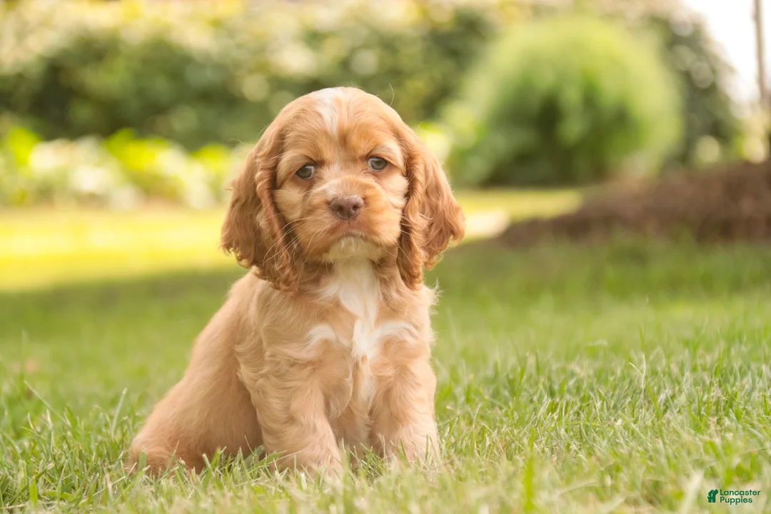 Cocker Spaniel dogs for sale: Alexa Cocker Spaniel  - Ad 1