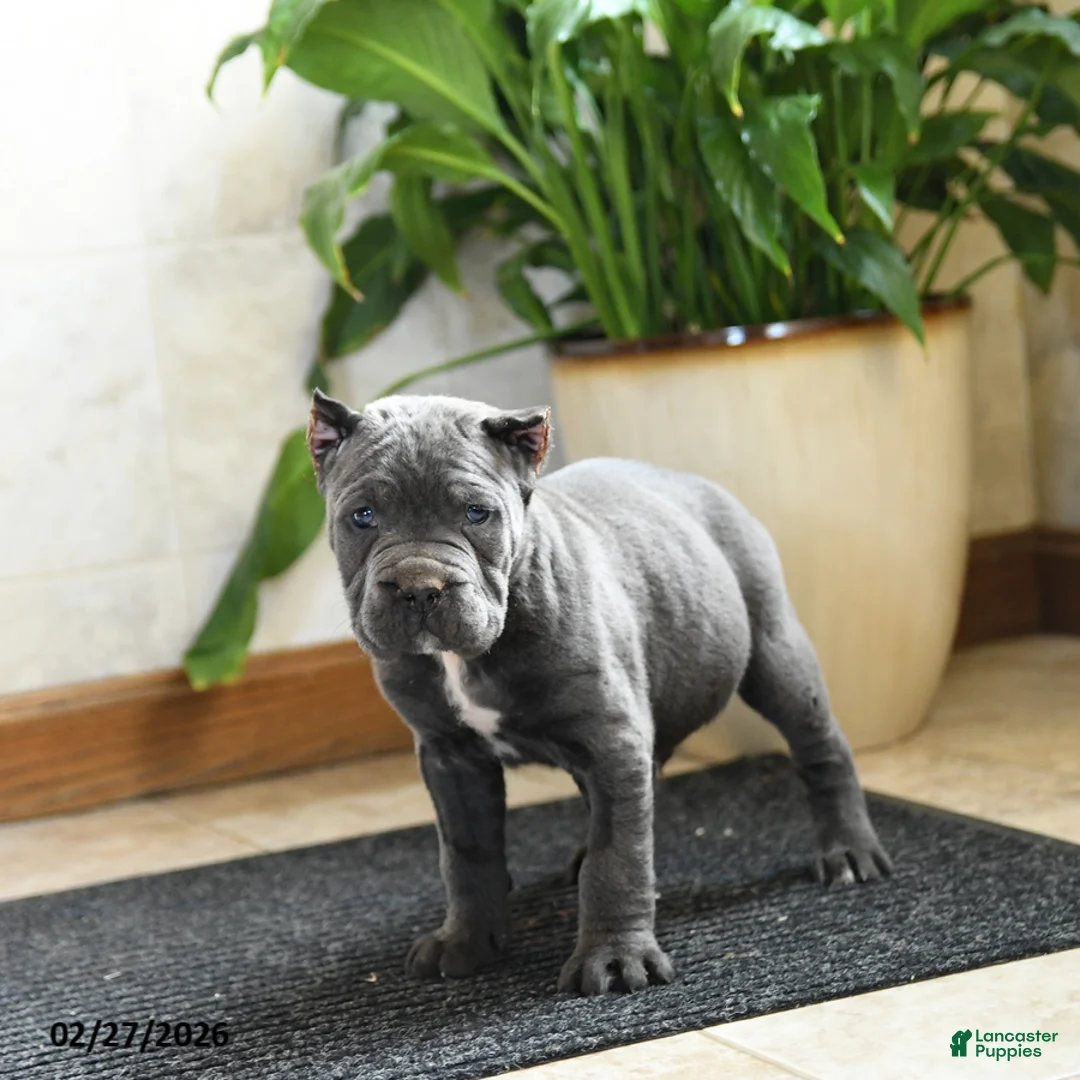 Cane Corso dogs for sale: Yankee - Ad 2