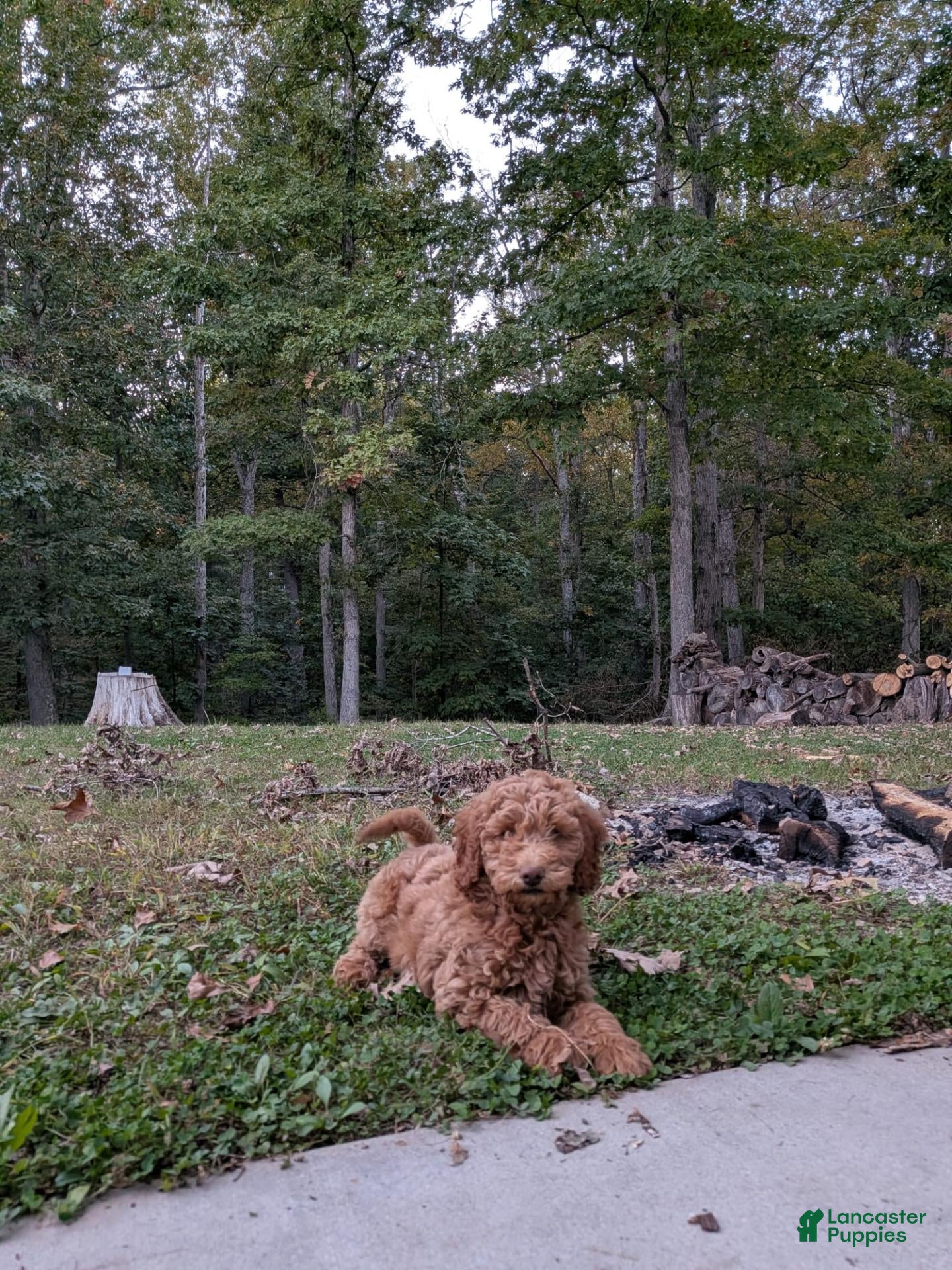 Melanie (Doodle / designer cross, Female) in Keedysville, MD