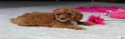 Cavapoochon dogs for sale: Madison - Ad 5