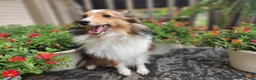 Shetland Sheepdog dogs for sale: Kelso - Ad 9
